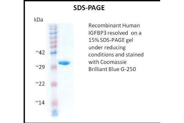 IGFBP3 Protein