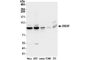 anti-Digestive Organ Expansion Factor Homolog (DIEXF) (AA 100-150) antibody