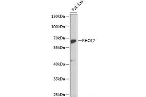 Western blot analysis of extracts of Rat liver using RHOT2 Polyclonal Antibody at dilution of 1:1000. (RHOT2 Antikörper)