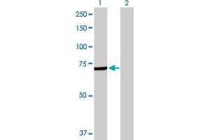 Western Blot analysis of C4BPA expression in transfected 293T cell line by C4BPA MaxPab polyclonal antibody. (C4BPA Antikörper  (AA 1-597))