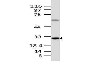 Image no. 1 for anti-Caspase 12 (Gene/pseudogene) (CASP12) (AA 100-321) antibody (ABIN5027075) (Caspase 12 Antikörper  (AA 100-321))