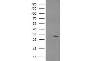 Image no. 1 for anti-Tryptase gamma 1 (TPSG1) (AA 20-283) antibody (ABIN1491160) (TPSG1 Antikörper  (AA 20-283))