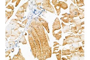 Phospho-Hck/Lyn (Tyr410/Tyr397) Antibody at 1/100 staining Mouse muscle tissue by IHC-P.
