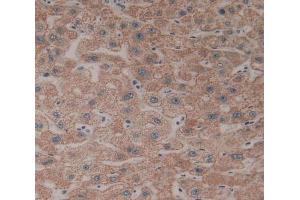 Used in DAB staining on fromalin fixed paraffin- embedded liver tissue (CYP26B1 Antikörper  (AA 1-512))