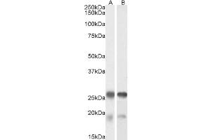 ABIN571099 (0. (Tppp Antikörper  (Internal Region))