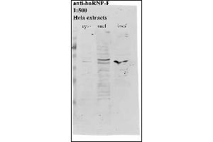 Western Blotting (WB) image for anti-Heterogeneous Nuclear Ribonucleoprotein F (HNRNPF) antibody (ABIN108582)