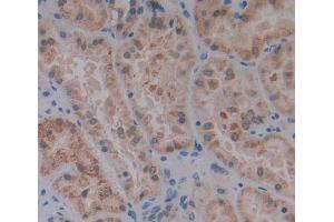 Used in DAB staining on fromalin fixed paraffin- embedded kidney tissue (IVD Antikörper  (AA 1-235))