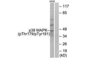 Western blot analysis of extracts from A549 cells treated with etoposide 25uM 24hours, using p38 MAPK (Phospho-Thr179+Tyr181) Antibody. (MAPK14 Antikörper  (pThr179))
