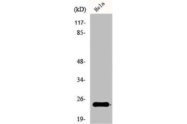 Ephrin A2 Antikörper  (N-Term)