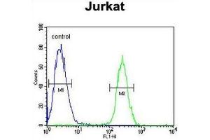 RNF8 Antibody flow cytometric analysis of Jurkat cells (right histogram) compared to a negative control cell (left histogram). (RNF8 Antikörper)