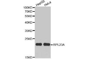 Western Blotting (WB) image for anti-Ribosomal Protein L23A (RPL23A) antibody (ABIN1874646) (RPL23A Antikörper)