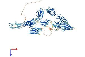 MYBPC2 Protein (AA 1-1141) (His tag)
