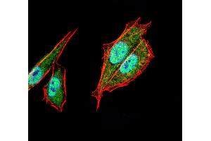 Immunofluorescence (IF) image for anti-Transcription Factor AP-2 alpha (Activating Enhancer Binding Protein 2 Alpha) (TFAP2A) (AA 1-100) antibody (ABIN5542419)