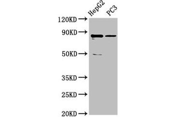 CCDC17 Antikörper  (AA 574-651)