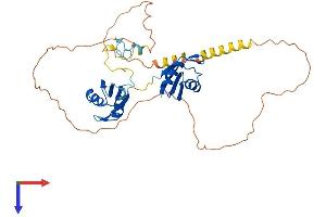 RBM4 Protein (AA 1-361) (His tag)