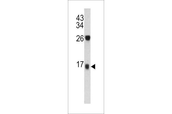 Dermcidin 抗体  (C-Term)
