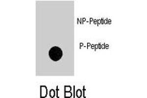 Dot blot analysis of NOMO1 (phospho S1205) polyclonal antibody  on nitrocellulose membrane. (NOMO1 Antikörper  (pSer1205))