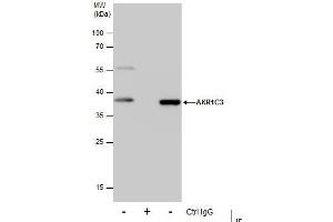 Immunoprecipitation (IP) image for anti-Aldo-Keto Reductase Family 1, Member C3 (3-alpha Hydroxysteroid Dehydrogenase, Type II) (AKR1C3) (C-Term) antibody (ABIN2855872)