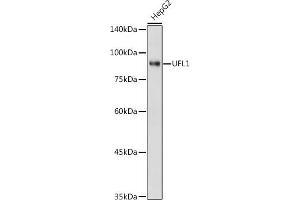 Western blot analysis of extracts of HepG2 cells, using UFL1 antibody (ABIN7271213) at 1:1000 dilution. (UFL1 Antikörper)