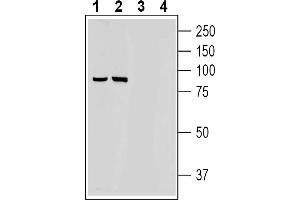 Western blot analysis of rat (lanes 1 and 3) and mouse (lanes 2 and 4) brain membranes:1-2. (Discs, Large Homolog 4 (Drosophila) (DLG4) Peptid)