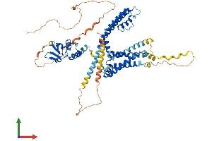 AlphaFold protein structure predicition of Mouse Recombinant Kcna5 Protein, UniprotID Q61762