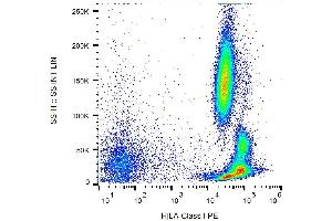 Surface staining of human peripheral blood with anti-HLA-class I (MEM-147) PE. (MICA Antikörper  (PE))