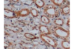 Immunohistochemistry (IHC) image for anti-Fucosyltransferase 4 (Alpha (1,3) Fucosyltransferase, Myeloid-Specific) (FUT4) (AA 264-497) antibody (ABIN7433084)
