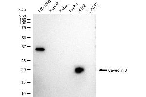 Western blotting analysis using Caveolin 3 antibody (ABIN7797947). (Rekombinanter Caveolin 3 Antikörper)