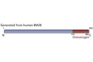 Image no. 3 for anti-Minichromosome Maintenance Complex Component 2 (MCM2) (AA 725-888) antibody (ABIN968122) (MCM2 Antikörper  (AA 725-888))