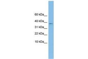 Image no. 1 for anti-Kelch Domain Containing 9 (KLHDC9) (AA 215-264) antibody (ABIN6744918) (KLHDC9 Antikörper  (AA 215-264))