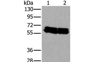 Western blot analysis of HEPG2 and Hela cell lysates using ZNF207 Polyclonal Antibody at dilution of 1:300 (ZNF207 Antikörper)