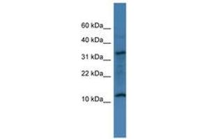 Image no. 1 for anti-Chromosome 14 Open Reading Frame 177 (C14ORF177) (AA 20-69) antibody (ABIN6746425) (C14ORF177 Antikörper  (AA 20-69))