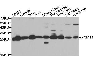 Western blot analysis of extracts of various cell lines, using PCMT1 antibody (ABIN5974029) at 1/1000 dilution. (PCMT1 Antikörper)
