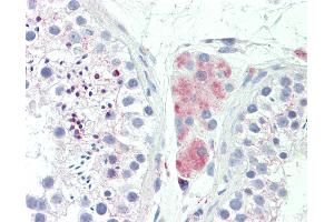 Anti-LY6G6F antibody IHC staining of human testis. (LY6G6F Antikörper  (AA 51-100))