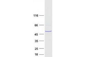 Validation with Western Blot (RSPH1 Protein (Myc-DYKDDDDK Tag))