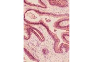 Immunohistochemistry analysis of frozen human prostate section stained using HO-2 pAb. (HMOX2 Antikörper)