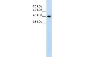SLC38A1 antibody used at 1. (SLC38A1 Antikörper  (Middle Region))