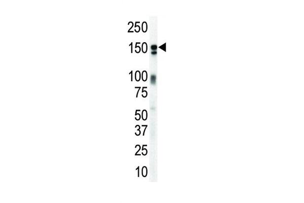 ERBB3 Antikörper  (N-Term)