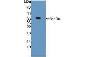 Detection of Recombinant PNPO, Mouse using Polyclonal Antibody to Pyridoxamine-5'-Phosphate Oxidase (PNPO) (PNPO Antikörper  (AA 1-261))