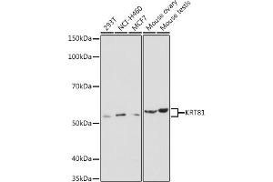 Western blot analysis of extracts of various cell lines, using KRT81 antibody (ABIN6130515, ABIN6143041, ABIN6143042 and ABIN6220433) at 1:1000 dilution. (KRT81 Antikörper  (AA 240-390))