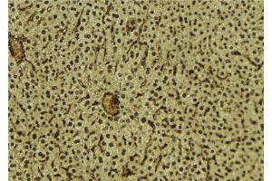ABIN6279623 at 1/100 staining Mouse liver tissue by IHC-P. (NUP88 Antikörper  (Internal Region))