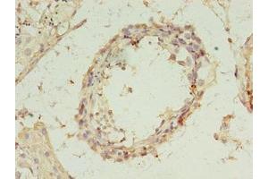 Immunohistochemistry of paraffin-embedded human testis tissue using ABIN7168287 at dilution of 1:100 (REXO4 Antikörper  (AA 1-422))
