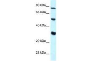 Image no. 1 for anti-Zinc Finger Protein 232 (ZNF232) (AA 34-83) antibody (ABIN6747612) (ZNF232 Antikörper  (AA 34-83))
