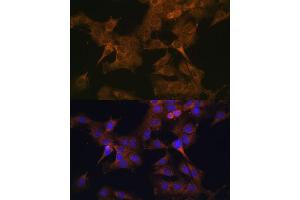 Immunofluorescence (IF) image for anti-Eukaryotic Translation Initiation Factor 2B, Subunit 2 Beta, 39kDa (EIF2B2) (AA 1-351) antibody (ABIN6140037)