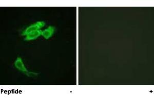 Immunofluorescence analysis of HeLa cells, using PEA15 polyclonal antibody . (PEA15 Antikörper  (Ser116))