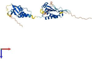TNFAIP1 Protein (AA 1-316) (His tag)