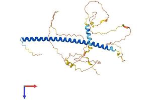JunB Protein (AA 1-344) (His tag)