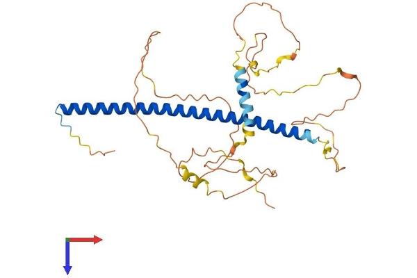 JunB Protein (AA 1-344) (His tag)