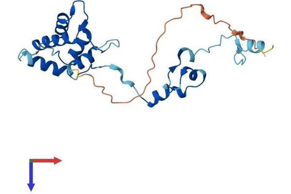 Tppp Protein (AA 1-218) (His tag)