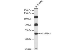 Western blot analysis of extracts of U-251MG cells, using HS3ST3 antibody (6474) at 1:1000 dilution. (HS3ST3A1 Antikörper  (AA 44-140))